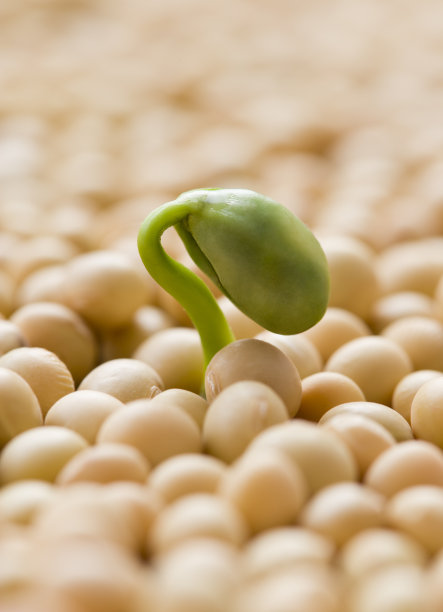 一个豆芽图片下载