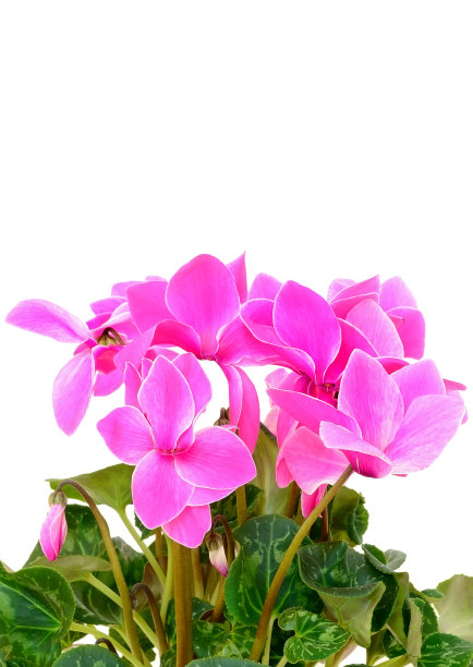 仙客来的花图片下载