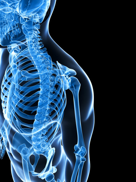 骨骼的肩膀图片下载