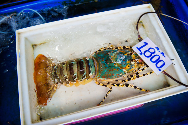 海鲜市场的龙虾图片下载