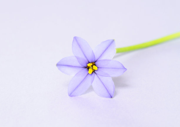 春天starflower图片下载