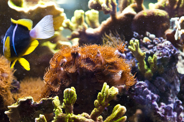 宗图斯 · 斯普图片下载