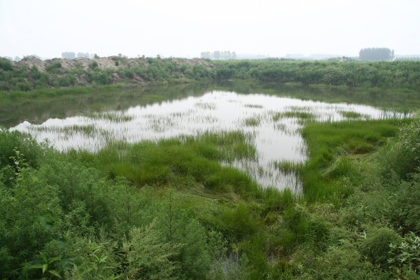 绿色的野草图片下载