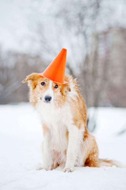 戴着帽子的狗图片下载