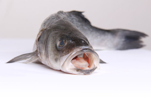 张大嘴巴的鲜鱼图片下载