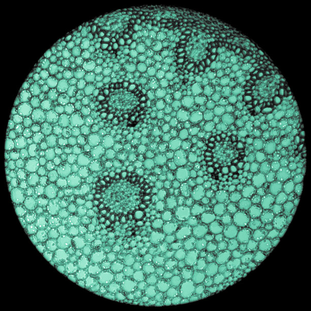 植物细胞图片下载