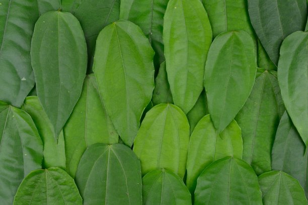 绿色的叶子图片下载