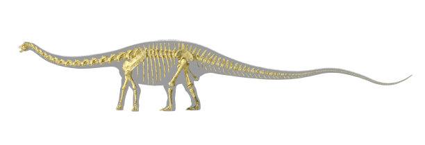 梁龙恐龙剪影，全照片逼真的骨骼。图片下载