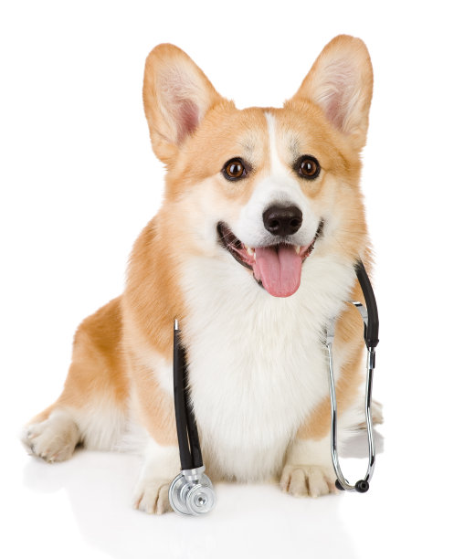 彭布罗克威尔士柯基犬带听诊器图片下载