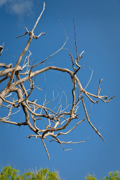 绿色森林里的一棵老树图片下载