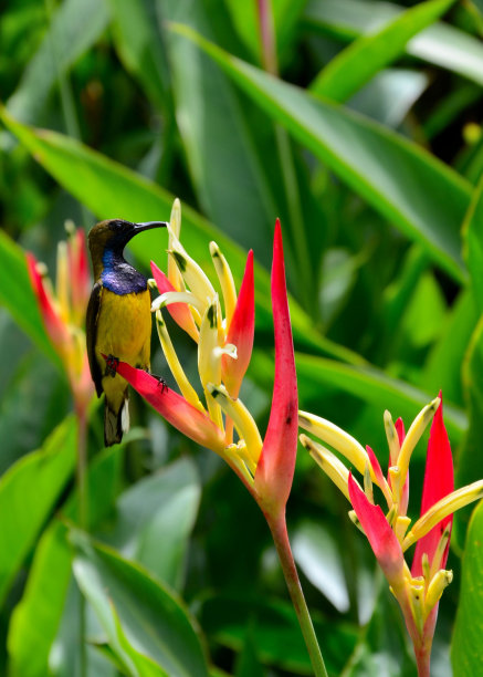 太阳鸟在太阳花上图片下载
