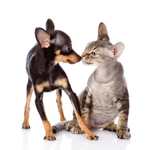 狗亲吻猫。在白色背景上隔离图片下载