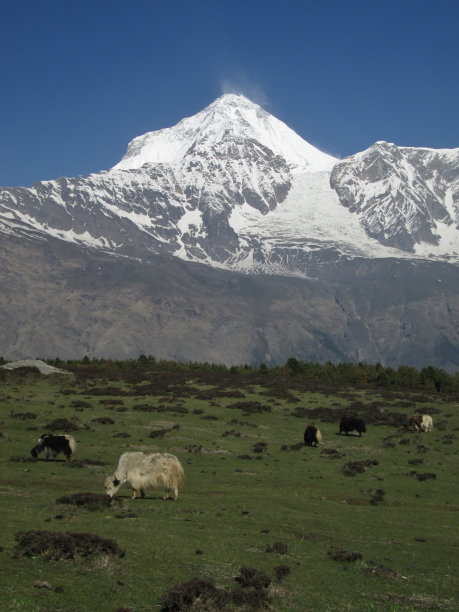 饮食雅克和达豪基利图片下载