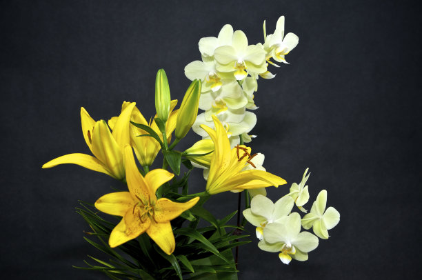 百合花和兰花图片下载