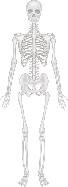 骨骼系统图片下载