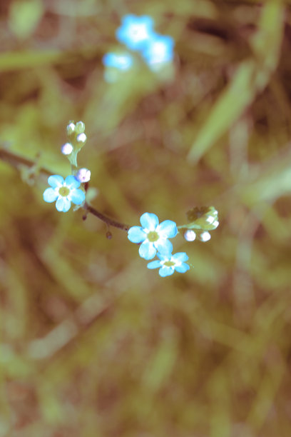 花力量图片下载