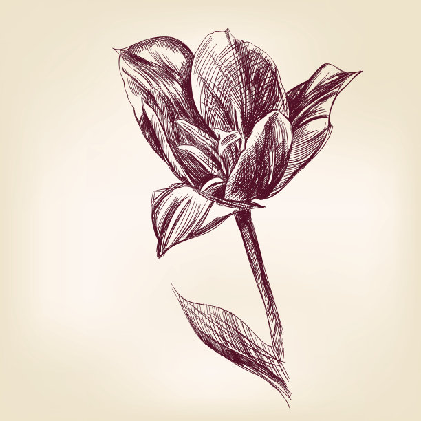 手绘郁金香图片下载