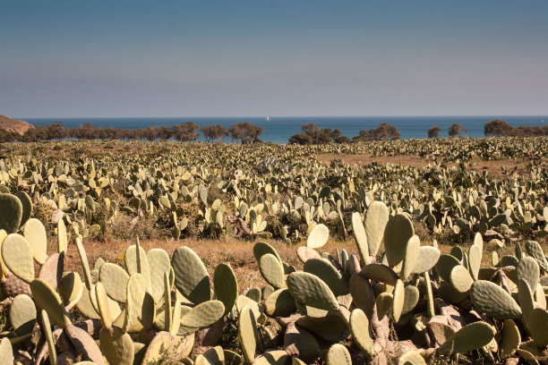 仙人掌图片下载