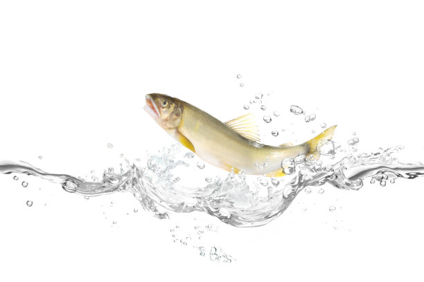 香鱼(淡水鱼)图片下载