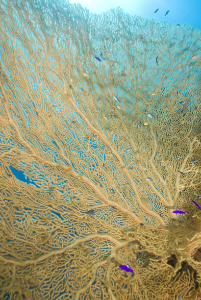 柳珊瑚扇形珊瑚的特写。图片下载