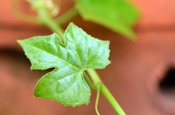 褐色背景上的绿色常青藤叶子。图片下载