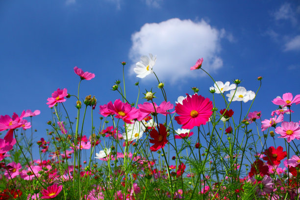 菊花田与蓝天图片下载