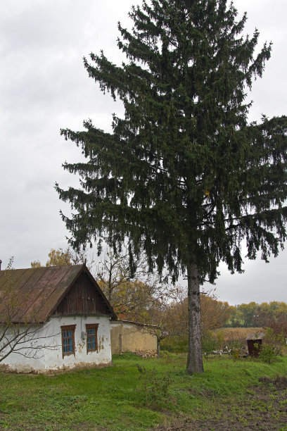 杉树，老房子图片下载