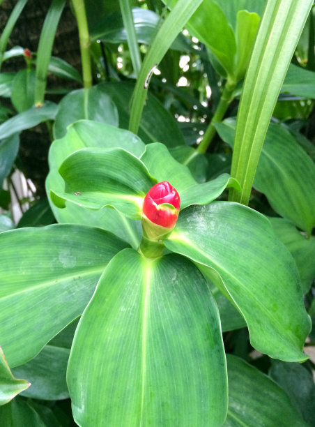 小的红色的花图片下载