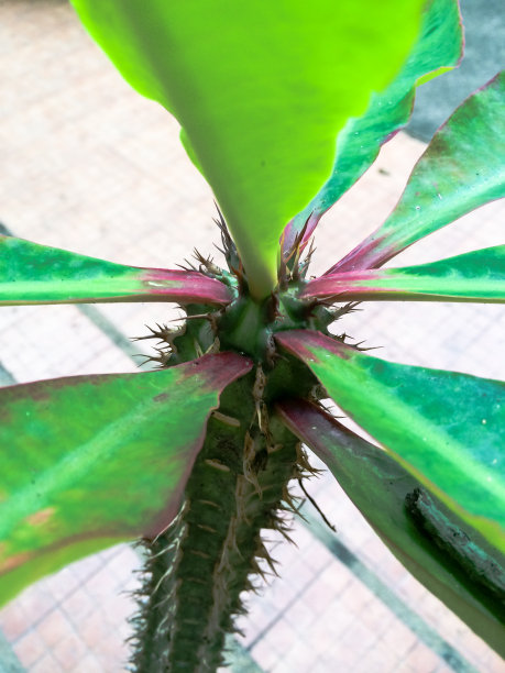 这棵树图片下载