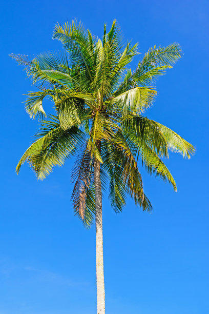 蓝天下的椰子树图片下载