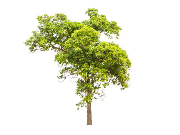 绿色的树图片下载