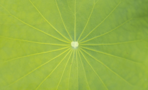 荷叶结构图片下载