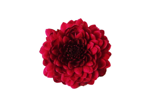 红色的花图片下载