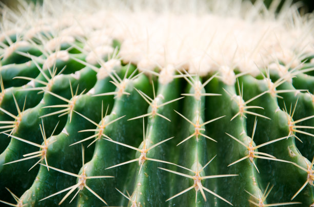 绿色的仙人掌宏观纹理图片下载