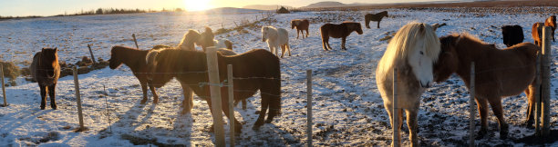 冰岛马的全景图片图片下载