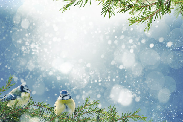 圣诞节的背景图片下载