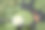 睡莲照片素材ID：107310304