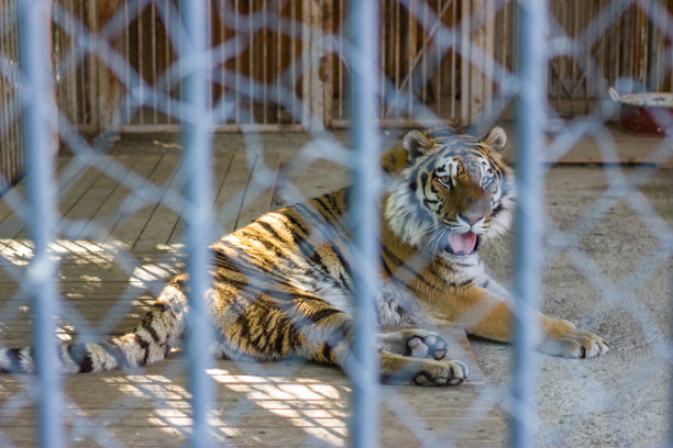 老虎在牢里。图片下载
