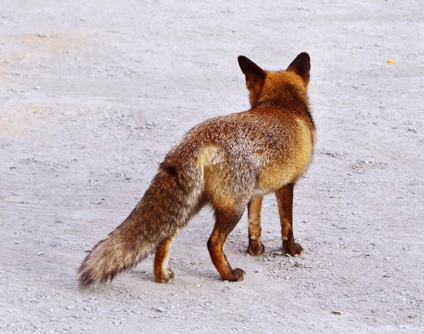 棕色狐狸图片下载