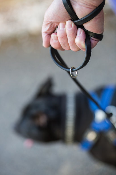 牵着狗绳图片下载