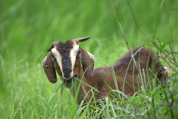 山羊图片下载