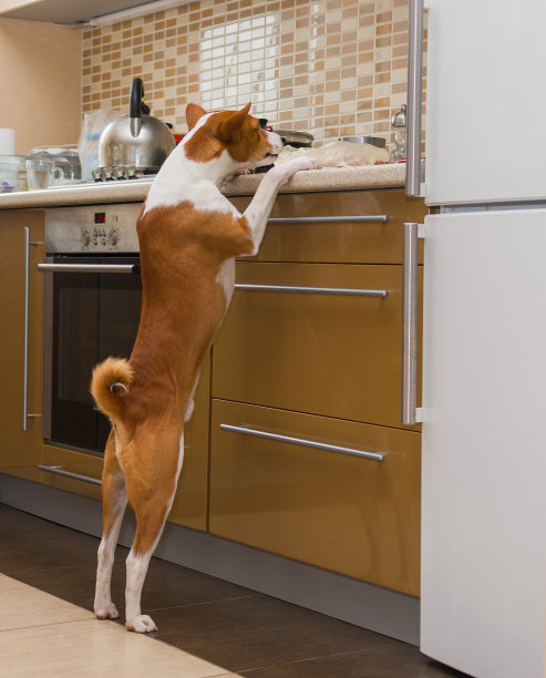 饥饿的狗正在检查厨房图片下载
