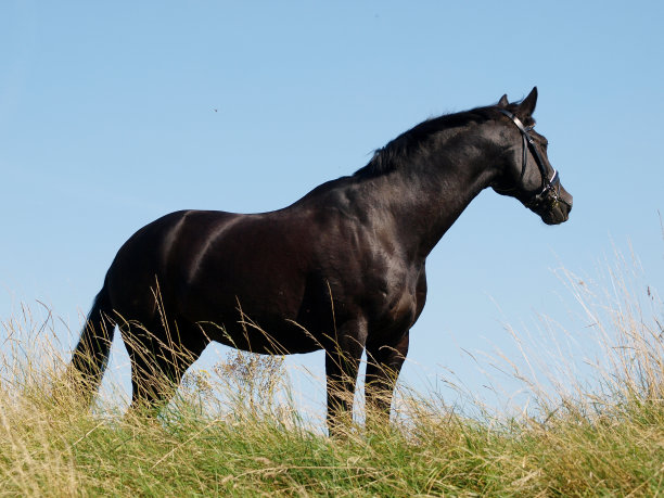 美丽的站在马图片下载