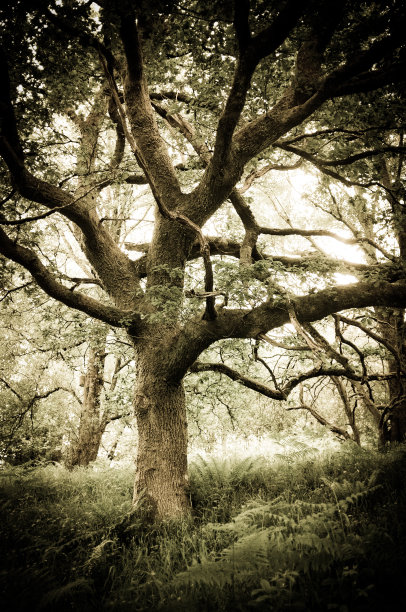 树枝扭曲的树图片下载