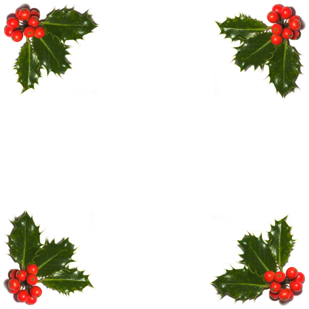 冬青圣诞节图片下载