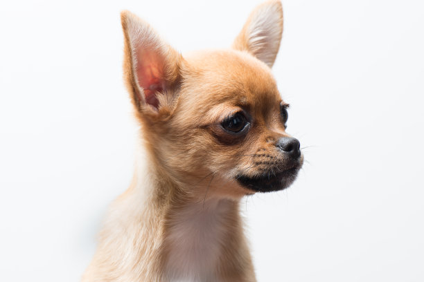 白色背景下狗的特写镜头图片下载