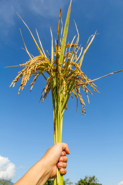 人的手展示大米图片下载