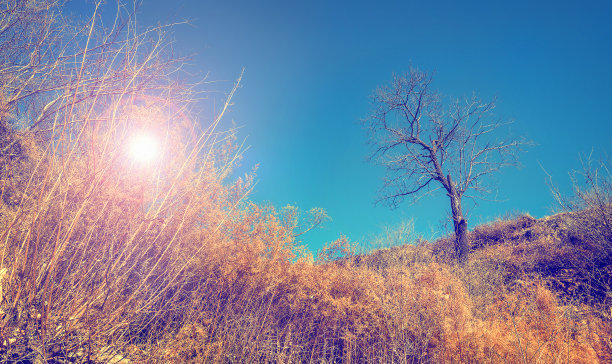 景观与光秃秃的树和阳光透过干燥的灌木丛图片下载