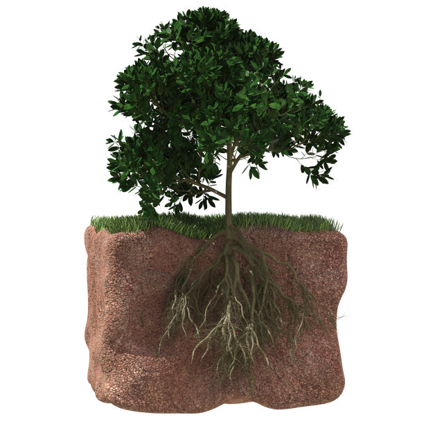 生命之树图片下载