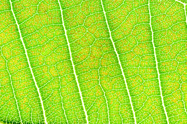 绿叶背景图片下载